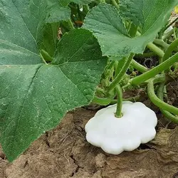 بذر کدو ستاره ای سفید