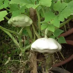 بذر کدو ستاره ای سفید