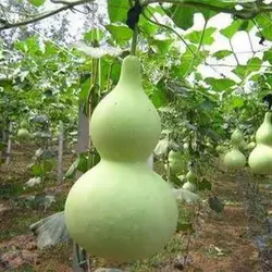 بذر کدو قلیانی