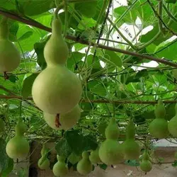 بذر کدو قلیانی