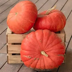 بذر کدو مربایی