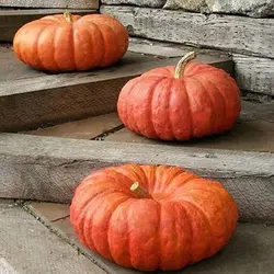 بذر کدو مربایی