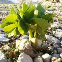 بذر کرفس کوهی