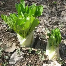 بذر کرفس کوهی