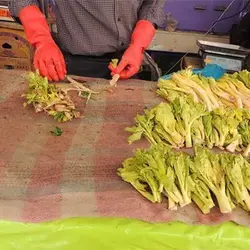 بذر کرفس کوهی