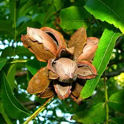 بذر گردو آمریکایی