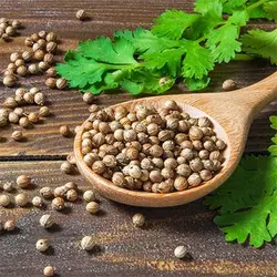 بذر گشنیز