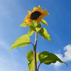 بذر گل آفتابگردان زینتی پا بلند زرد
