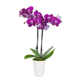 بذر گل ارکیده بنفش