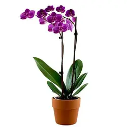 بذر گل ارکیده بنفش