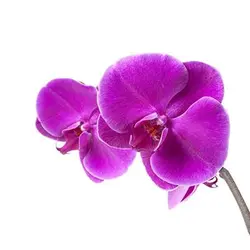 بذر گل ارکیده بنفش