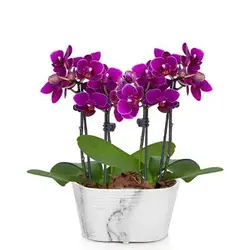 بذر گل ارکیده بنفش