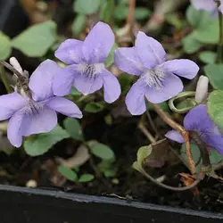 بذر گل بنفشه خوراکی