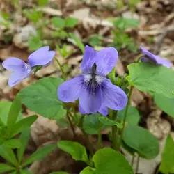 بذر گل بنفشه خوراکی