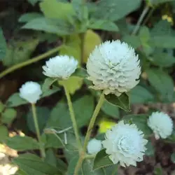 بذر گل تکمه ای پا بلند سفید