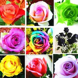 بذر گل رز 11 رنگ میکس