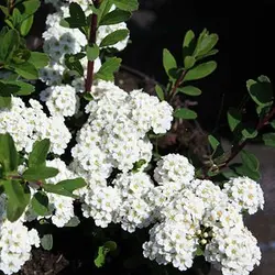 بذر گل عروس سفید
