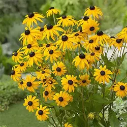 بذر گل کوکب کوهی زرد