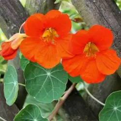 بذر گل لادن خوراکی