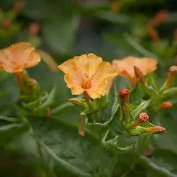 بذر گل لاله عباسی پا متوسط نارنجی