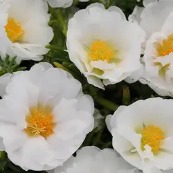 بذر گل ناز آفتابی سفید