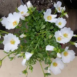 بذر گل ناز آفتابی سفید