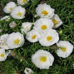 بذر گل ناز آفتابی سفید