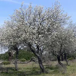 بذر گلابی وحشی (فوج)