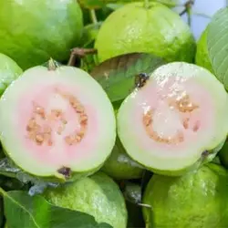 بذر گواوا سیبی زرد معطر داخل سفید