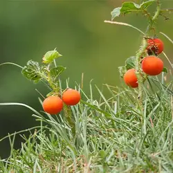 بذر گیاه سولانوم کپسیکویدس
