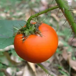 بذر گیاه سولانوم کپسیکویدس
