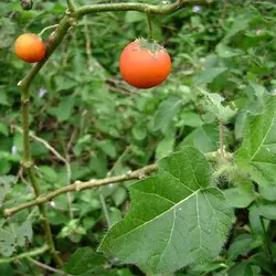 بذر گیاه سولانوم کپسیکویدس