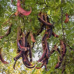 بذر لیلکی جنگلی
