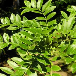 بذر لیلکی جنگلی