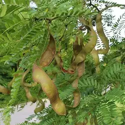 بذر لیلکی جنگلی