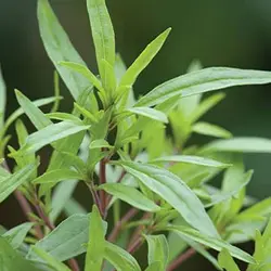 بذر مرزه برگ پهن