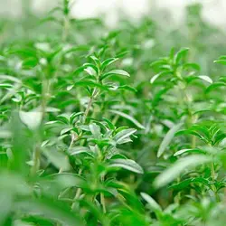 بذر مرزه برگ پهن