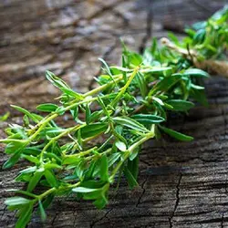 بذر مرزه برگ پهن