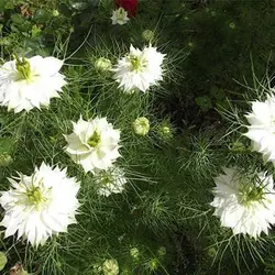 بذر میکرو گرین سیاهدانه