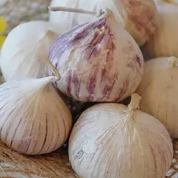 بذر موسیر