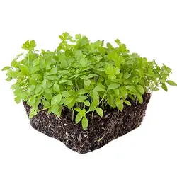 بذر میکروگرین جعفری