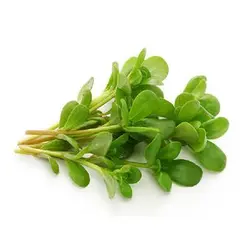 بذر میکروگرین خرفه