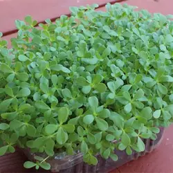 بذر میکروگرین خرفه
