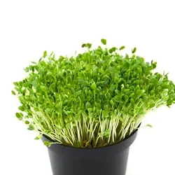 بذر میکروگرین شنبلیله