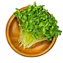 بذر میکروگرین شنبلیله