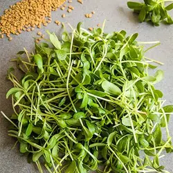بذر میکروگرین شنبلیله