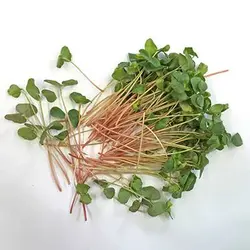 بذر میکروگرین گندم سیاه