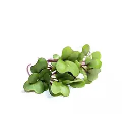 بذر میکروگرین مرزه