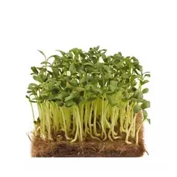 بذر میکروگرین مرزه