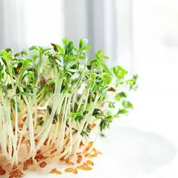 بذر میکروگرین مرزه